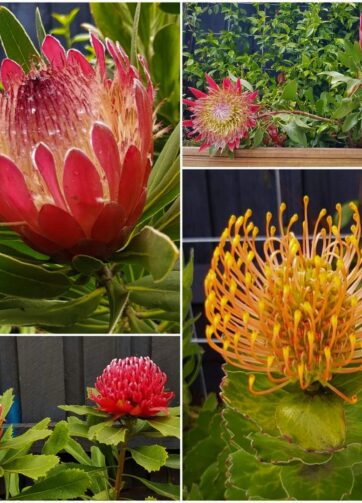 Growing great flowers to sell more products